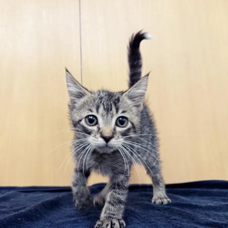 A baby small-sized male Brown / Chocolate Domestic Short Hair cat named Kerry for adoption in Saint Louis, MO