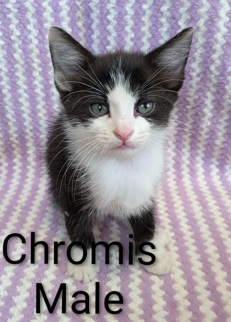 Chromis thumbnail 3