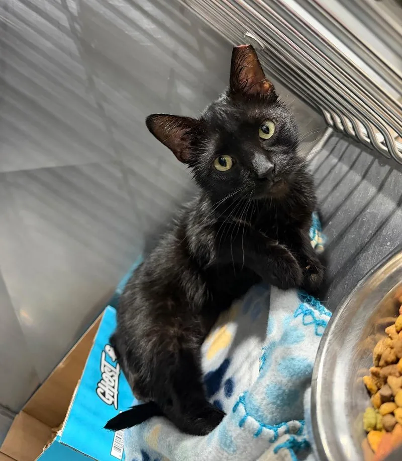 A young medium-sized female Domestic Short Hair cat named Clover for adoption in Pierceton, IN