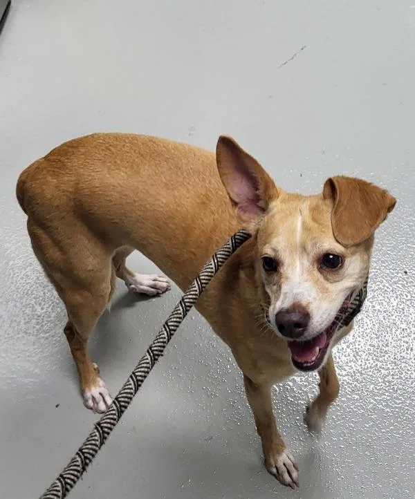 An adult small-sized female Chihuahua dog named Ic Palina for adoption in Lawrenceville, GA