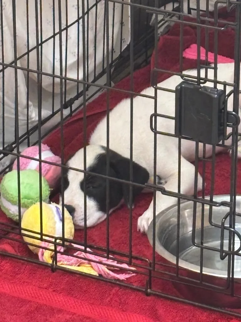 A baby medium-sized female Pit Bull Terrier dog named Clara for adoption in New Braunfels, TX