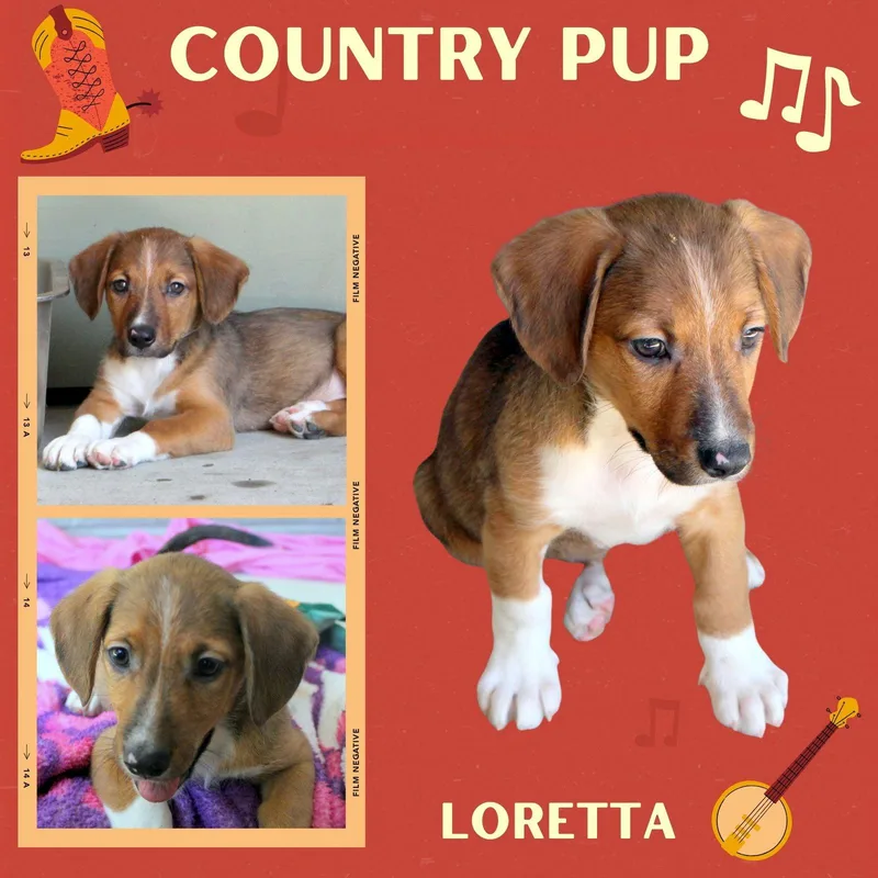A baby small-sized female Hound dog named Loretta for adoption in LINDSAY, CA