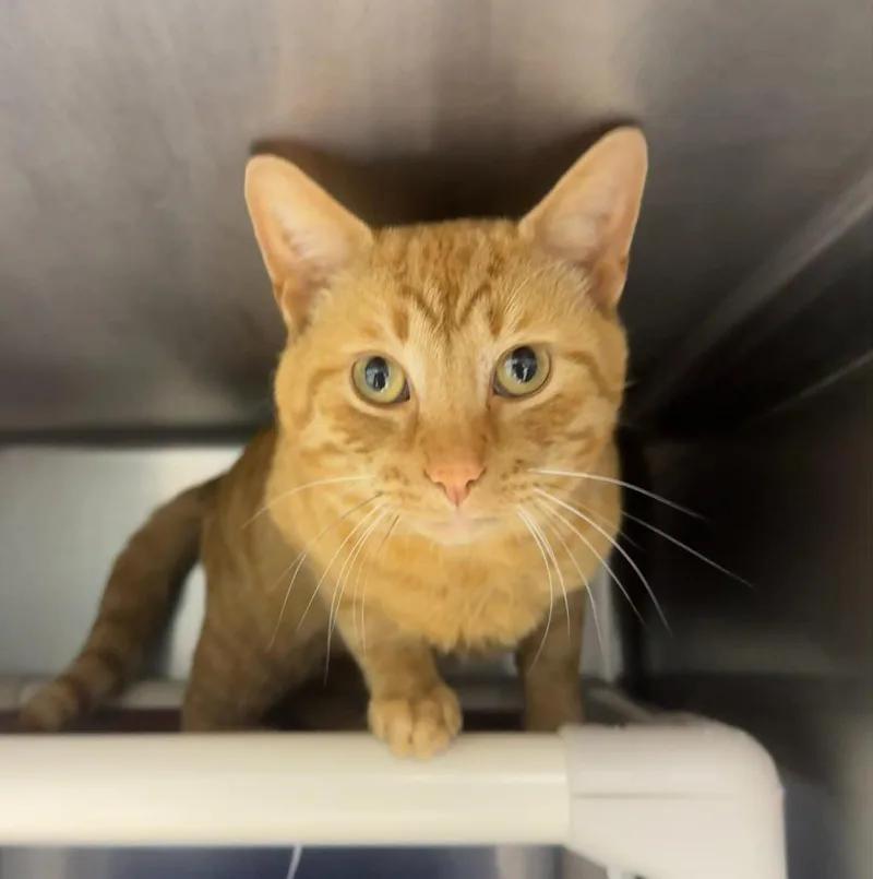 A young medium-sized male Domestic Short Hair cat named Thicky Nicky for adoption in Marion, OH