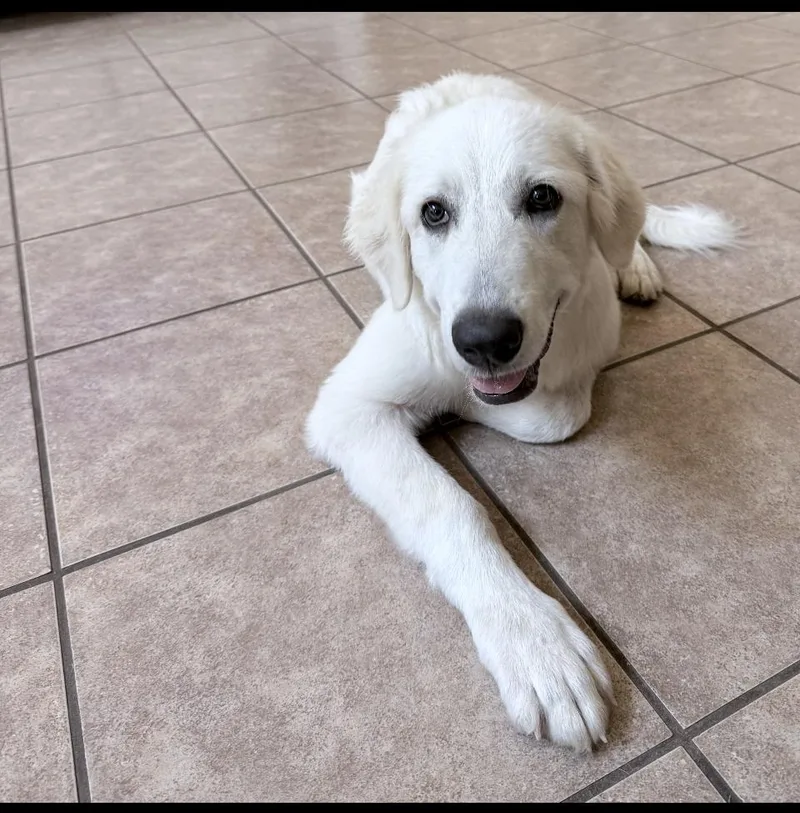 A baby large-sized male Great Pyrenees dog named Lando HTX for adoption in Quinlan, TX