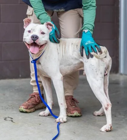 An adult large-sized male Mixed Breed dog named Heath for adoption in Chamblee, GA