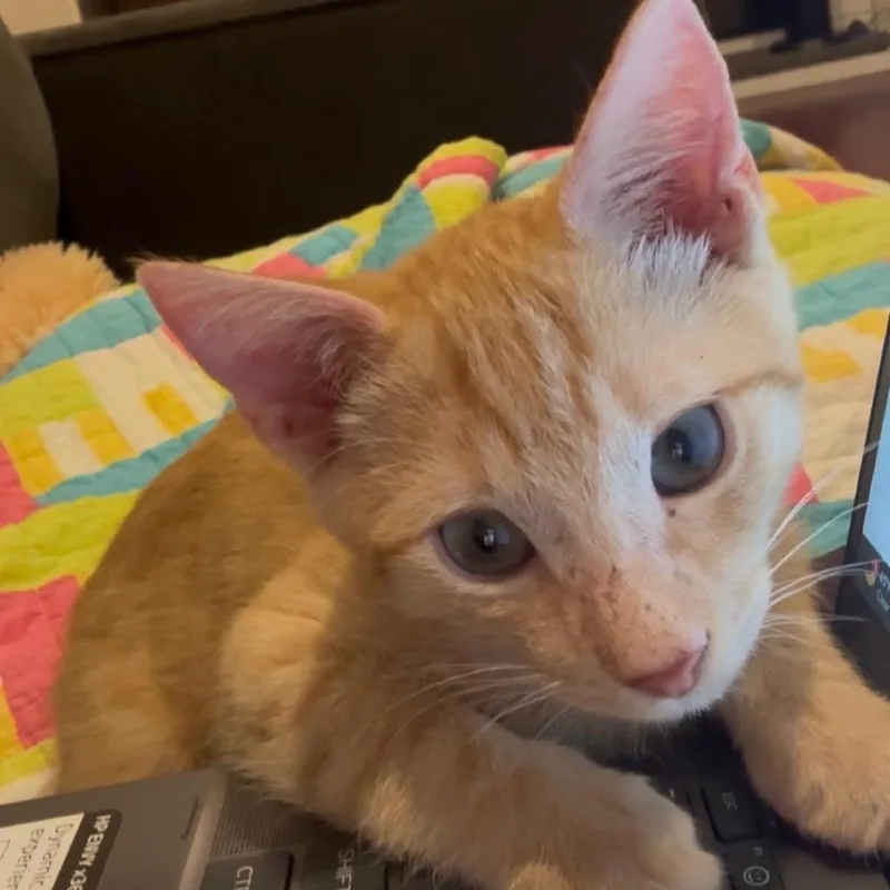 A baby small-sized male Orange / Red Domestic Short Hair cat named Dewey Costa Mesa for adoption in Chino Hills, CA