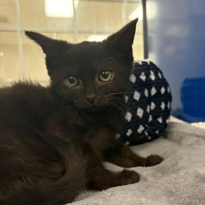 A baby small-sized male Black Domestic Short Hair cat named Darwin  U for adoption in Tupelo, MS
