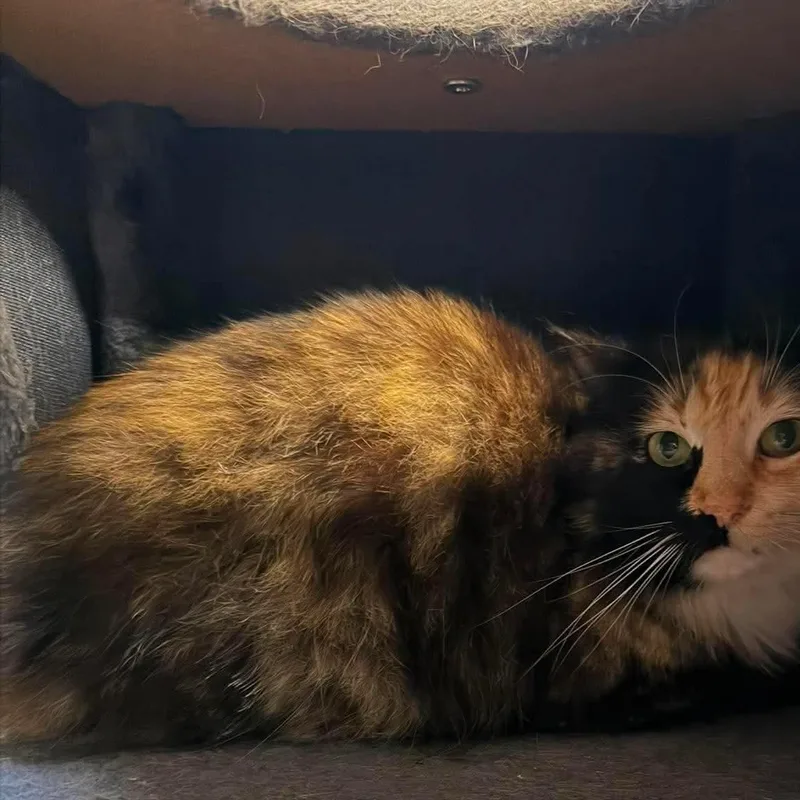 A young medium-sized female Tortoiseshell Domestic Medium Hair cat named Bagel Bite for adoption in Baton Rouge, LA