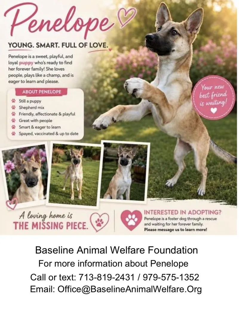 A baby medium-sized female Yellow / Tan / Blond / Fawn German Shepherd Dog dog named Penelope for adoption in Magnolia, TX