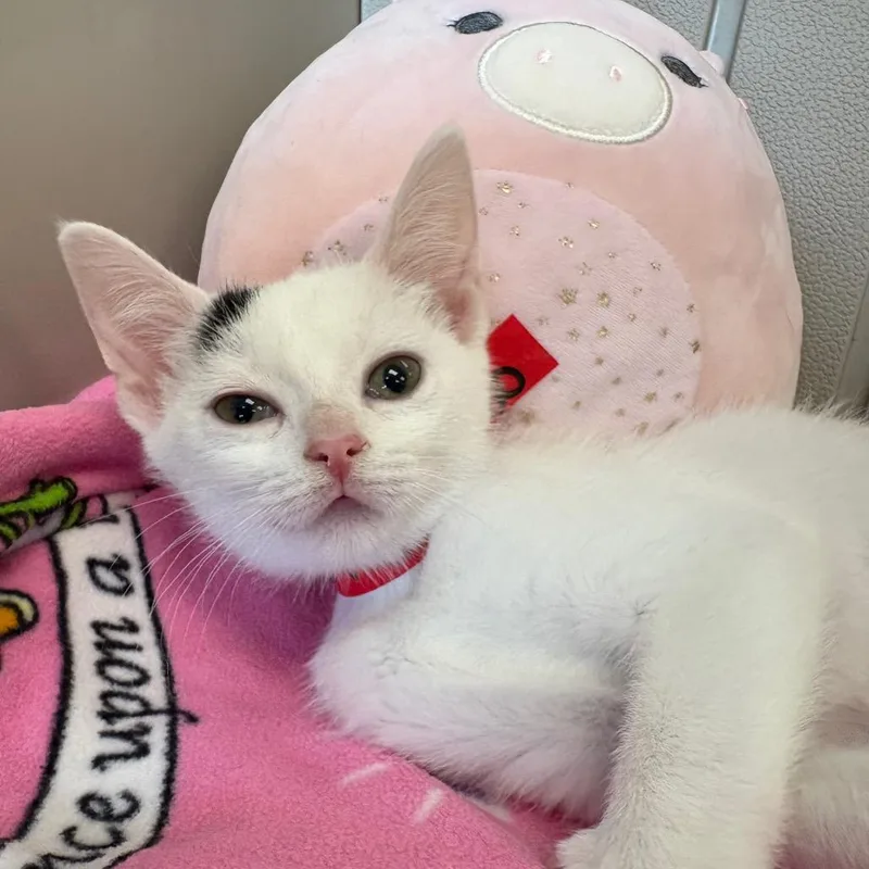 Marshmallow Pie thumbnail 4