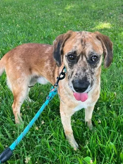 An adult large-sized male Brown / Chocolate Mixed Breed dog named Macchiato for adoption in Kansas City, MO