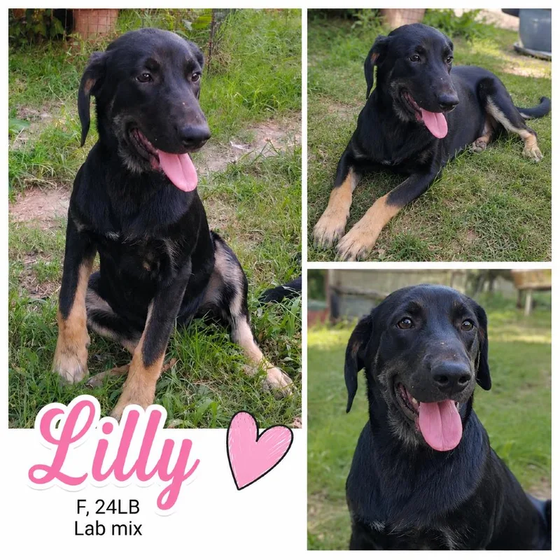 Lilly thumbnail 3