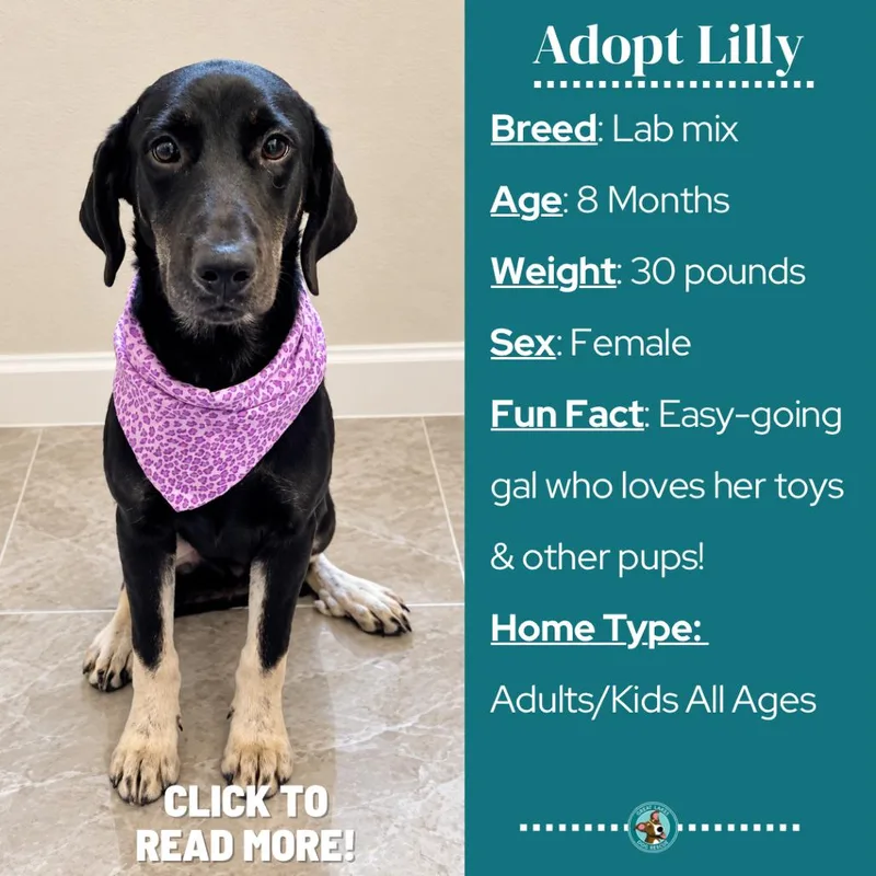 Lilly thumbnail 6