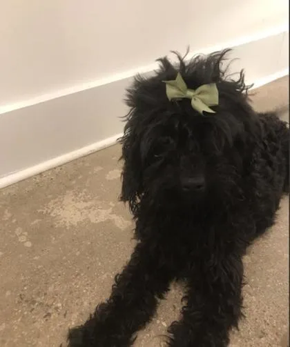 An adult small-sized female Mixed Breed dog named Jazzy for adoption in Fairfax, VA