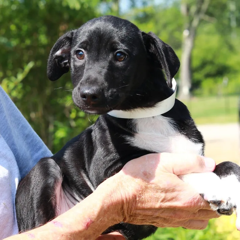 A baby medium-sized male Black Australian Shepherd dog named CT Zippy for adoption in Eastford, CT