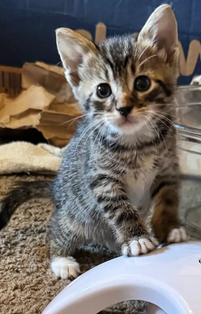 A baby medium-sized male Domestic Medium Hair cat named Pollux for adoption in Little Rock, AR