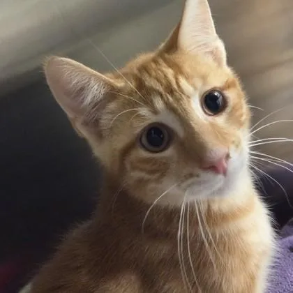 A baby small-sized male Domestic Short Hair cat named Shadow for adoption in Voorhees, NJ
