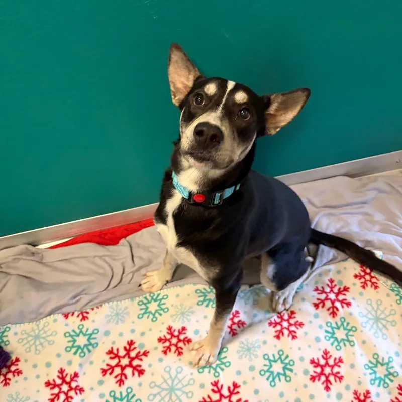 A young medium-sized male Black Husky dog named Prince William for adoption in Wilmington, DE