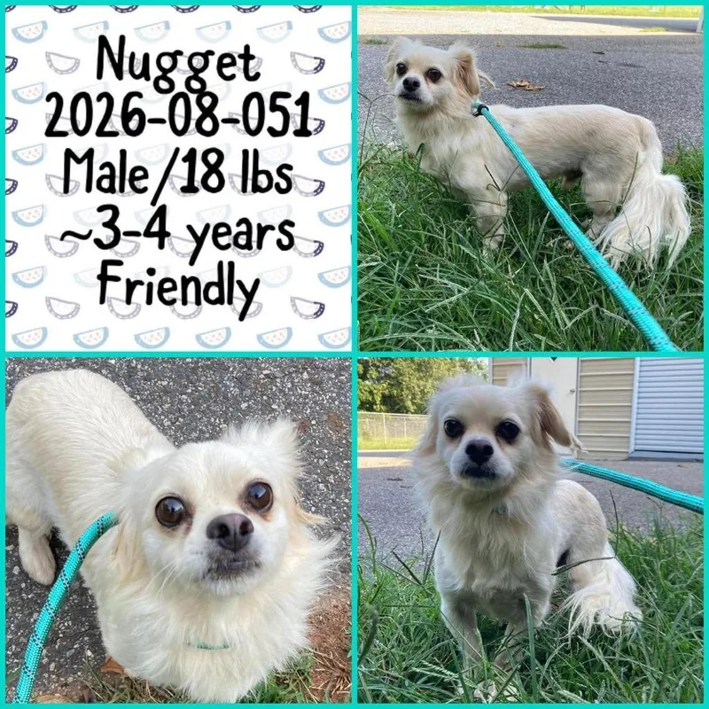 An adult small-sized male Pekingese dog named Nugget for adoption in Winder, GA