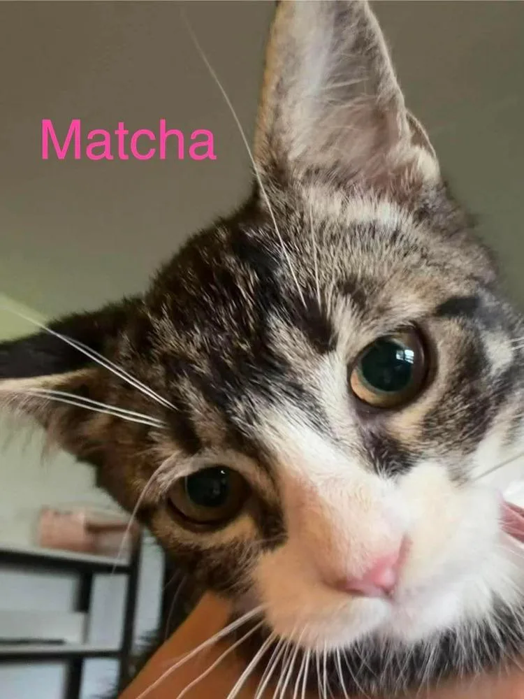A baby small-sized female Domestic Short Hair cat named Matcha G. for adoption in Peoria, IL