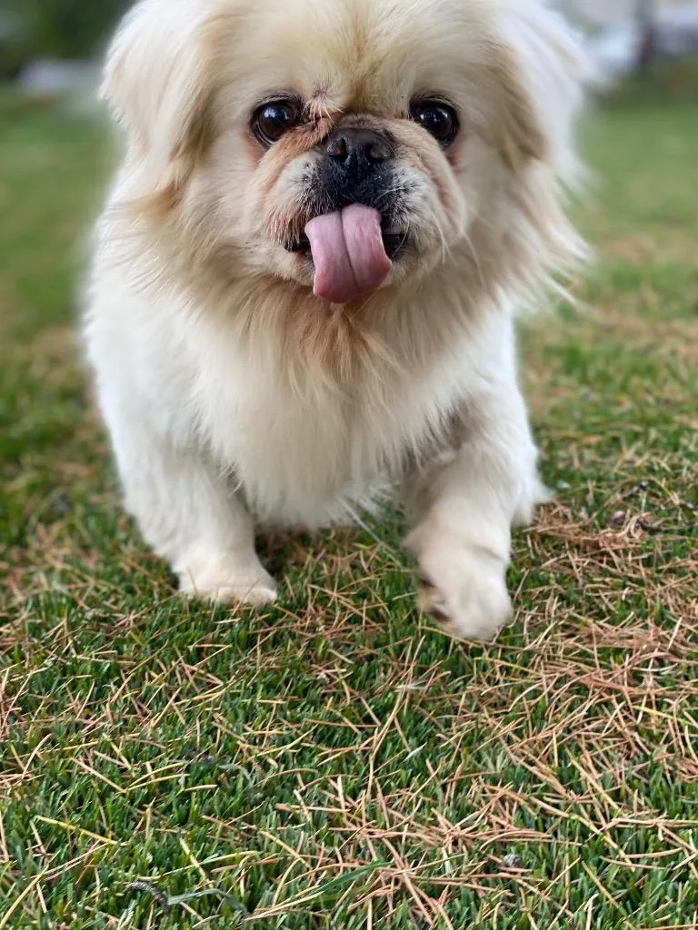 Beethoven thumbnail 3