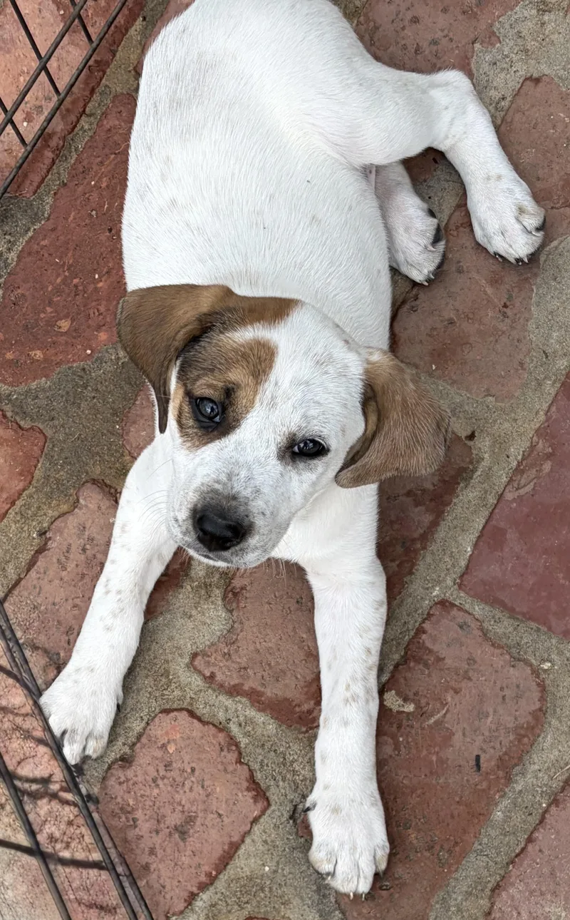 A baby medium-sized female White / Cream Labrador Retriever dog named Lizzy for adoption in Seale, AL