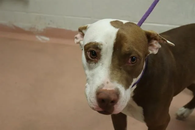 An adult medium-sized male Mixed Breed dog named Dutton for adoption in Columbia, SC