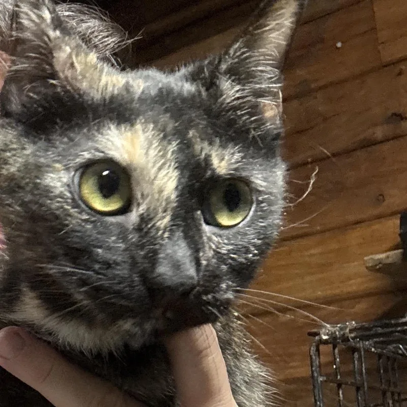 A young medium-sized female Tortoiseshell Domestic Short Hair cat named Butter Bean for adoption in Granby, MO