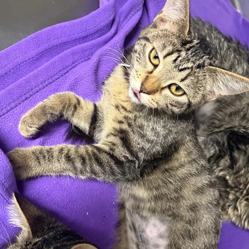 A baby small-sized female Domestic Short Hair cat named Mouse for adoption in Spokane, WA