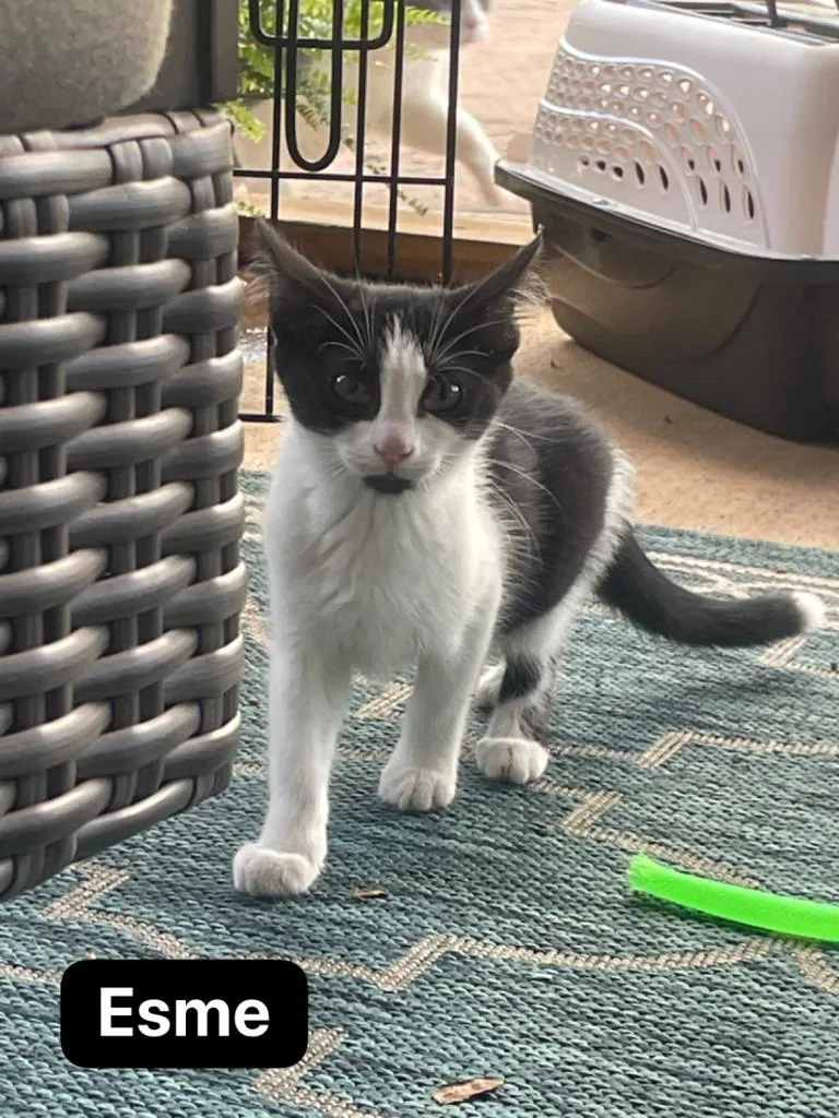 A baby medium-sized female Domestic Short Hair cat named Esme for adoption in Johnson City, TN