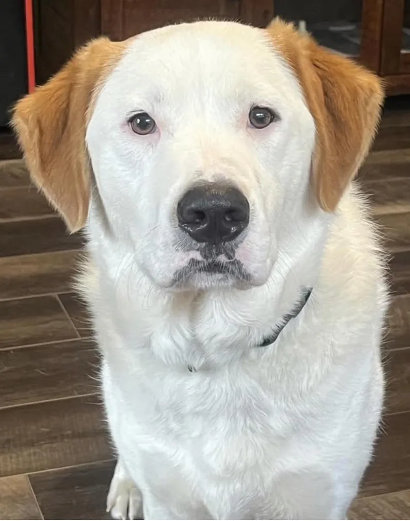 An adult medium-sized male Tricolor (Brown, Black, & White) Retriever dog named Sam for adoption in Hop Bottom, PA