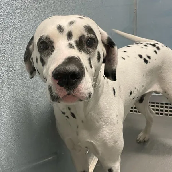 An adult medium-sized male Dalmatian dog named Dodge for adoption in Des Moines, IA