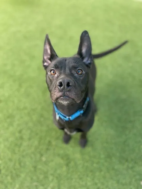 A young medium-sized female Mixed Breed dog named Lola for adoption in Dallas, TX