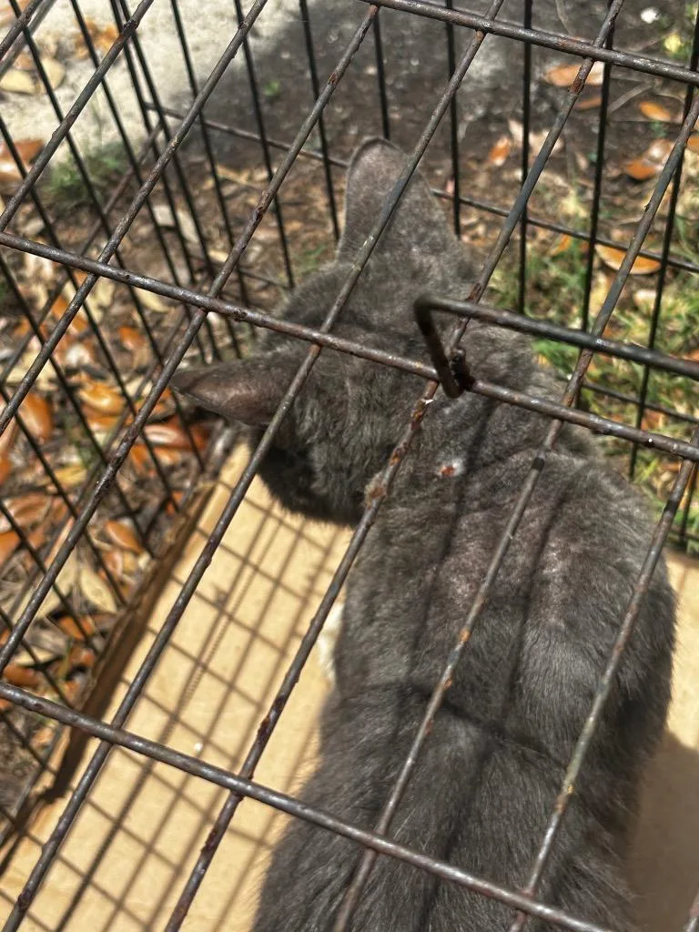 An adult medium-sized male American Shorthair cat named Silverfish for adoption in Rockport, TX
