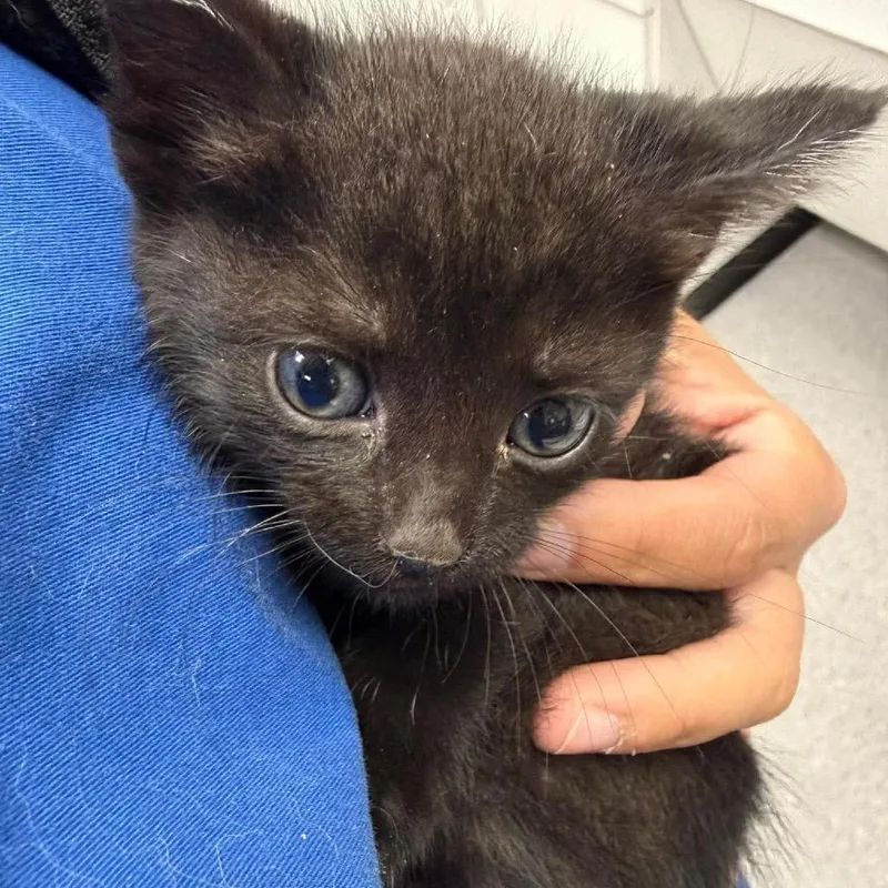 A baby small-sized female Black Domestic Short Hair cat named Plum for adoption in Bastrop, TX