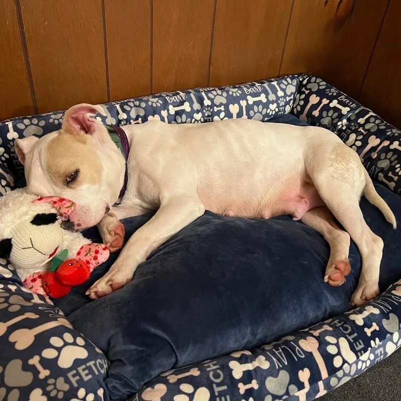 An adult medium-sized female White / Cream American Staffordshire Terrier dog named Caroline for adoption in Fairfax Station, VA