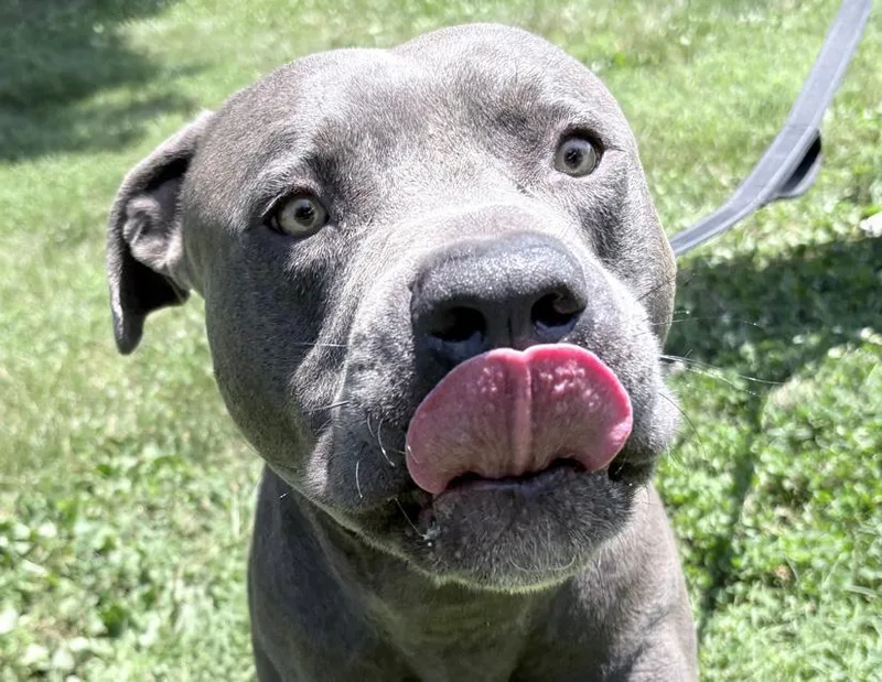 An adult large-sized male Gray / Blue / Silver American Bulldog dog named Ares for adoption in Columbus, IN