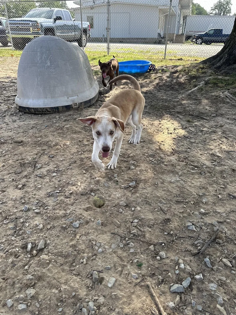 A baby medium-sized male Husky dog named Saturn for adoption in Corning, AR