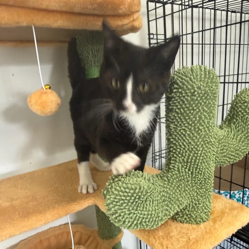 A baby small-sized male Black Domestic Short Hair cat named Toby for adoption in Houston, TX