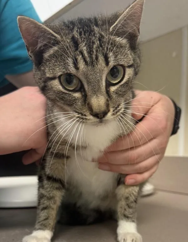 A young small-sized female Domestic Short Hair cat named Ricotta for adoption in Salisbury, MD