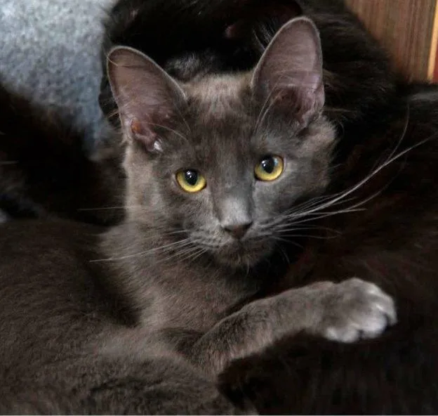 A baby medium-sized male Gray / Blue / Silver Domestic Medium Hair cat named Trout for adoption in Anchorage, AK