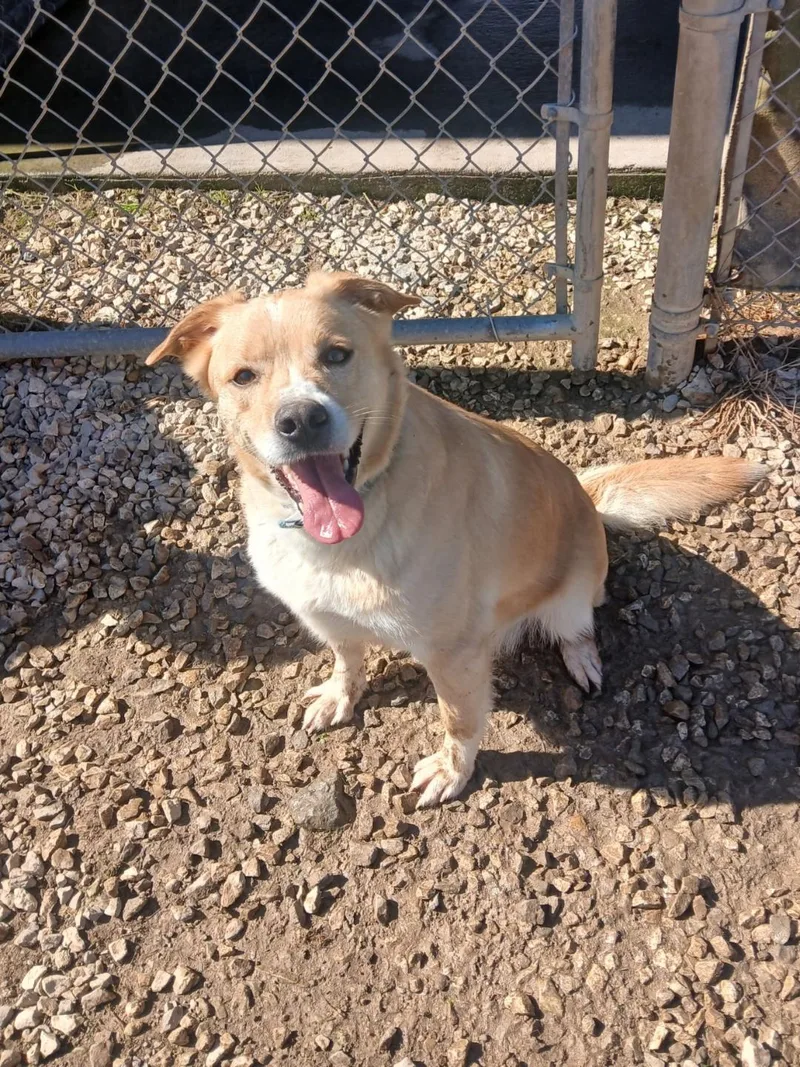 An adult medium-sized female White / Cream Mixed Breed dog named Winter for adoption in Point Pleasant, WV