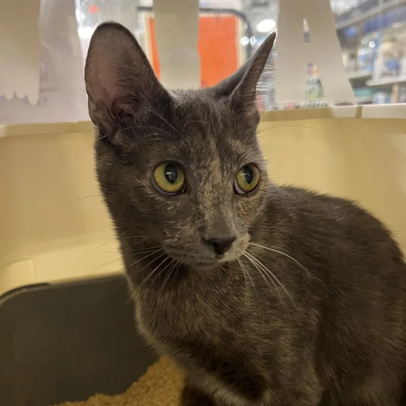 A young medium-sized female Tortoiseshell Domestic Short Hair cat named Cookies & Cream for adoption in Mount Laurel, NJ
