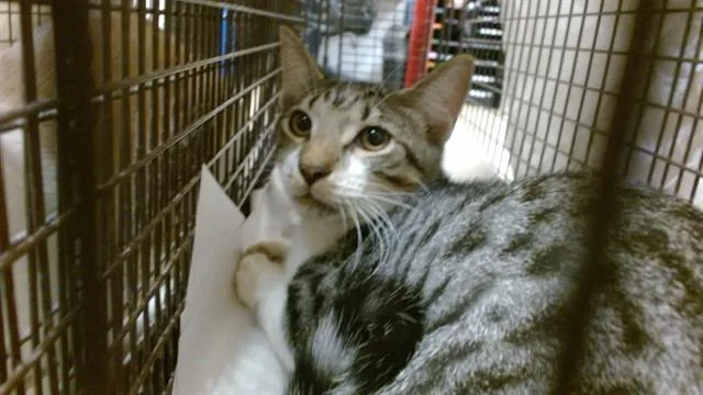 A young small-sized male Domestic Short Hair cat named Joy for adoption in Miami, FL