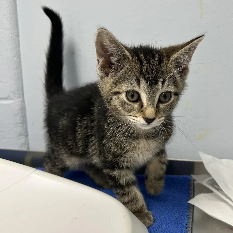 A baby small-sized female Brown / Chocolate Domestic Short Hair cat named Parmesan for adoption in Indianapolis, IN
