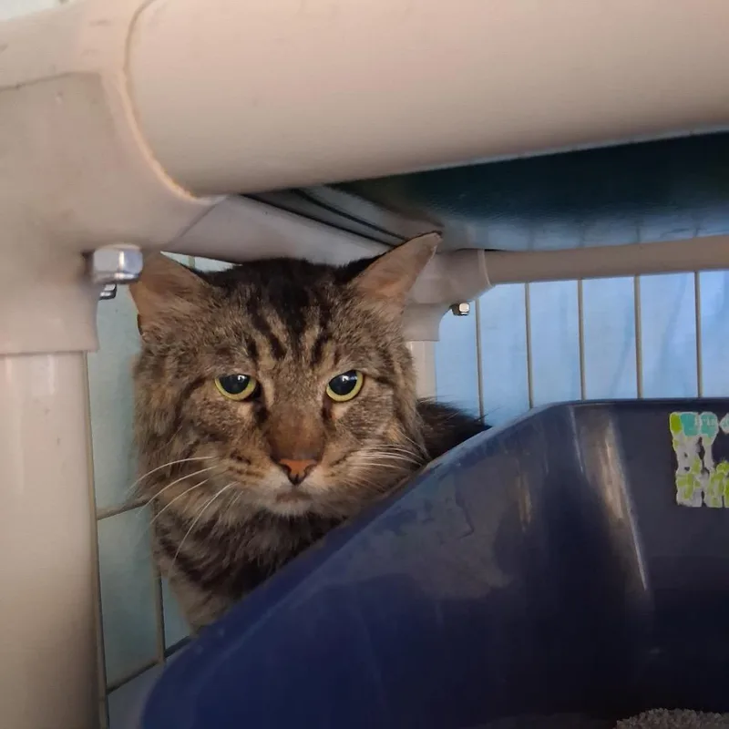 An adult medium-sized male Domestic Short Hair cat named Parakeet for adoption in Hartford City, IN