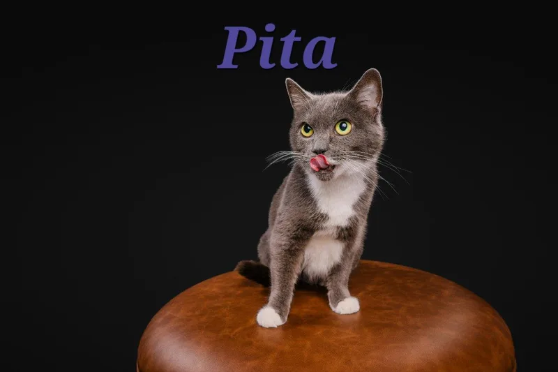 Pita thumbnail 3