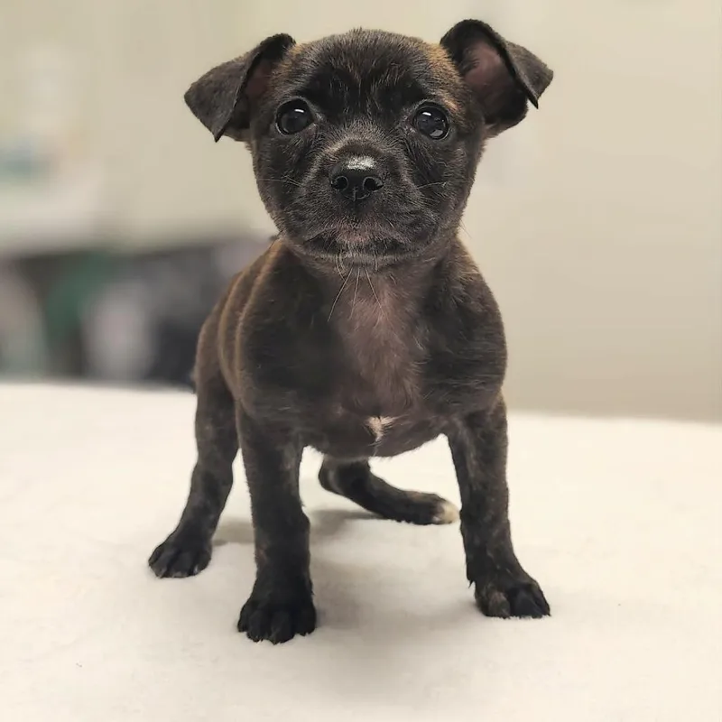 A baby medium-sized female Black Pit Bull Terrier dog named Tula for adoption in Griswold, CT