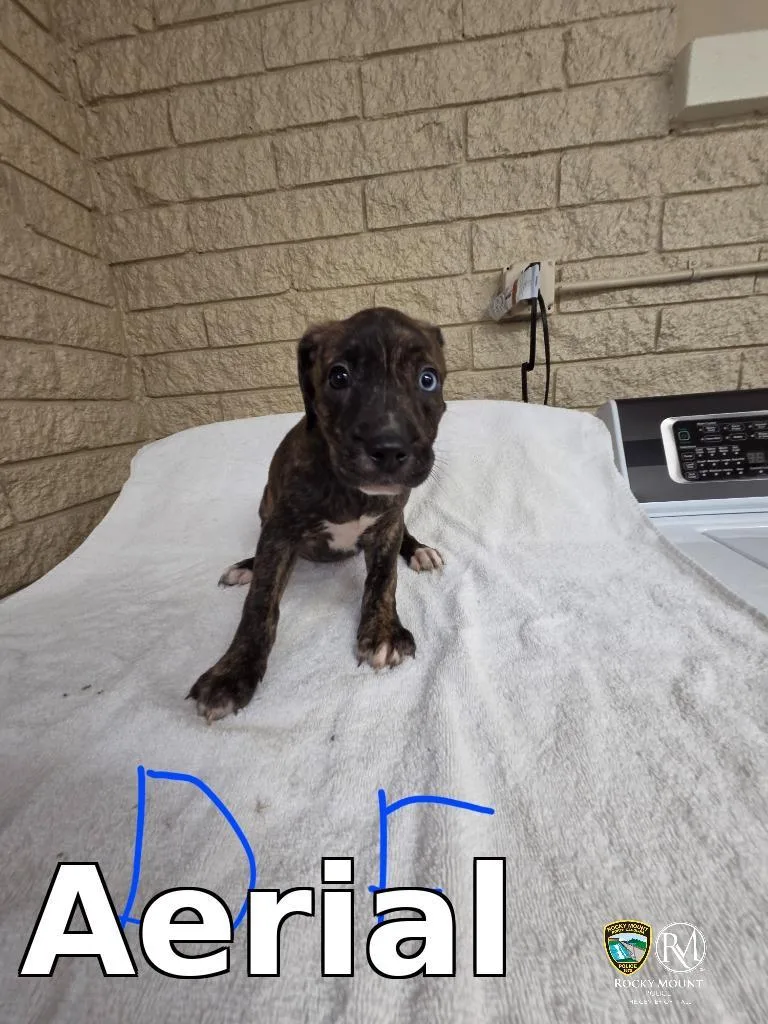 A baby small-sized female Cane Corso dog named Aerial for adoption in Rocky Mount, NC
