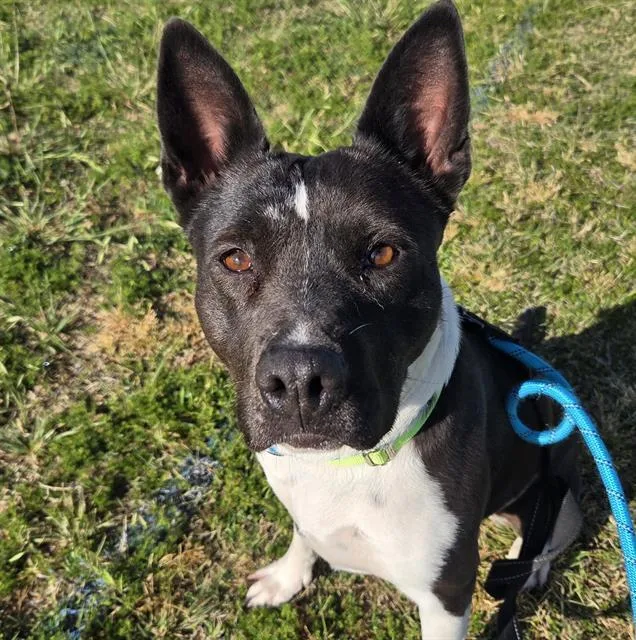 A young medium-sized female Australian Cattle Dog / Blue Heeler dog named Grammar for adoption in Tucson, AZ